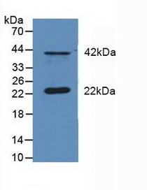 Western Blot; Sample: Mouse Cerebellum Tissue.