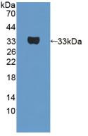 Western Blot; Sample: Recombinant UTRN, Human.