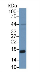 Western Blot; Sample: Human HepG2 cell lysate; Primary Ab: 1µg/ml Rabbit Anti-Human PRDX5 Antibody Second Ab: 0.2µg/mL HRP-Linked Caprine Anti-Rabbit IgG Polyclonal Antibody