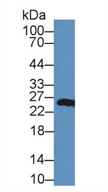 Western Blot; Sample: Mouse Kidney lysate; Primary Ab: 2µg/mL Rabbit Anti-Human PRDX3 Antibody Second Ab: 0.2µg/mL HRP-Linked Caprine Anti-Rabbit IgG Polyclonal Antibody