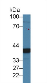 Western Blot; Sample: Human 293T cell lysate; Primary Ab: 2µg/ml Rabbit Anti-Mouse CHRDL1 Antibody Second Ab: 0.2µg/mL HRP-Linked Caprine Anti-Rabbit IgG Polyclonal Antibody