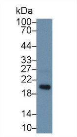 Western Blot; Sample: Mouse Gallbladder lysate; Primary Ab: 1µg/ml Rabbit Anti-Mouse MFAP5 Antibody Second Ab: 0.2µg/mL HRP-Linked Caprine Anti-Rabbit IgG Polyclonal Antibody