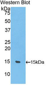 Western Blot; Sample: Recombinant protein.