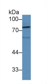 Western Blot; Sample: Rat Serum; Primary Ab: 1µg/ml Rabbit Anti-Rat LOXL1 Antibody Second Ab: 0.2µg/mL HRP-Linked Caprine Anti-Rabbit IgG Polyclonal Antibody