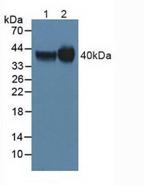 Western Blot; Lane1: Human Hela Cells ; Lane2: Human Mcf7 Cells.