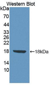 Western Blot; Sample: Recombinant protein.