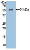 Western Blot; Sample: Recombinant SPON2, Human.