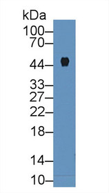 Western Blot; Sample: Mouse Pancreas lysate; Primary Ab: 2µg/mL Rabbit Anti-Mouse CPB1 Antibody Second Ab: 0.2µg/mL HRP-Linked Caprine Anti-Rabbit IgG Polyclonal Antibody