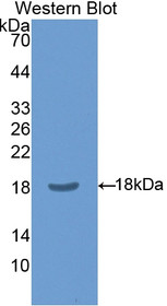 Western Blot; Sample: Recombinant protein.