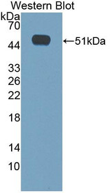 Western Blot; Sample: Recombinant protein.