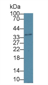 Western Blot; Sample: Mouse Cerebrum lysate; ;Primary Ab: 1µg/ml Rabbit Anti-Mouse HSD17b12 Antibody;Second Ab: 0.2µg/mL HRP-Linked Caprine Anti-Rabbit IgG Polyclonal Antibody;