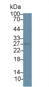 Western Blot; Sample: Mouse Uterus lysate; Primary Ab: 2µg/ml Rabbit Anti-Mouse HSD17b10 Antibody Second Ab: 0.2µg/mL HRP-Linked Caprine Anti-Rabbit IgG Polyclonal Antibody