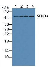 Western Blot; Sample: Lane1: Human Hela Cells; Lane2: Human Jurkat Cells; Lane3: Mouse Heart Tissue; Lane4: Mouse Brain Tissue.