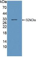 Western Blot; Sample: Recombinant SIRT3, Human.