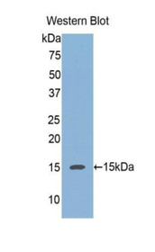 Western Blot; Sample: Recombinant protein.