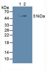 Western Blot; Sample: Lane1: Porcine Brain Tissue; Lane2: Human HepG2 Cells.