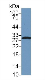 Western Blot; Sample: Human Hela cell lysate; Primary Ab: 1µg/ml Rabbit Anti-Mouse FKBP3 Antibody Second Ab: 0.2µg/mL HRP-Linked Caprine Anti-Rabbit IgG Polyclonal Antibody