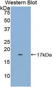 Western Blot; Sample: Recombinant protein.