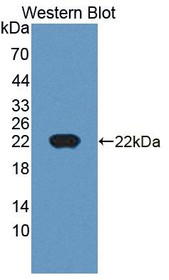 Western Blot; Sample: Recombinant protein.