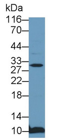 Western Blot; Sample: Recombinant protein.