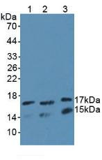 Western Blot; Sample: Lane1: Human K562 Cells; Lane2: Mouse Testis Tissue; Lane3: Rat Testis Tissue.
