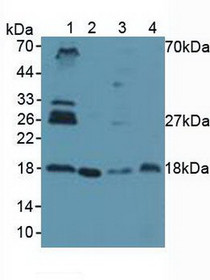 Western Blot; Sample: Lane1: Human Lung Tissue; Lane2: Human Hela Cells; Lane3: Porcine Spleen Tissue; Lane4: Porcine Uterus Tissue.
