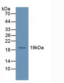 Western Blot; Sample: Human Hela Cells.