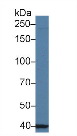 Western Blot; Sample: Human Jurkat cell lysate; Primary Ab: 1µg/ml Rabbit Anti-Human UBAP2 Antibody Second Ab: 0.2µg/mL HRP-Linked Caprine Anti-Rabbit IgG Polyclonal Antibody