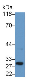 Western Blot; Sample: Recombinant protein.