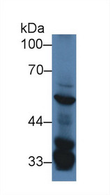 Western Blot; Sample: Mouse Liver lysate; Primary Ab: 2µg/ml Rabbit Anti-Mouse SGK3 Antibody Second Ab: 0.2µg/mL HRP-Linked Caprine Anti-Rabbit IgG Polyclonal Antibody