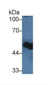 Western Blot; Sample: Mouse Pancreas lysate; Primary Ab: 3µg/ml Rabbit Anti-Rat GP2 Antibody Second Ab: 0.2µg/mL HRP-Linked Caprine Anti-Rabbit IgG Polyclonal Antibody
