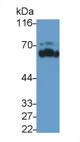 Western Blot; Sample: Recombinant BLK, Human.