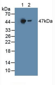 Western Blot; Sample: Lane1: Mouse Liver Tissue; Lane2: Rat Liver Tissue.