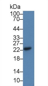 Western Blot; Sample: Rat Liver lysate; Primary Ab: 3µg/ml Rabbit Anti-Human CDO1 Antibody Second Ab: 0.2µg/mL HRP-Linked Caprine Anti-Rabbit IgG Polyclonal Antibody