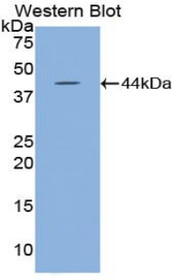 Western Blot; Sample: Recombinant HYAL2, Mouse.
