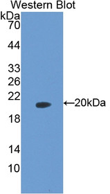 Western Blot; Sample: Recombinant protein.