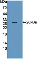 Western Blot; Sample: Recombinant CTRB1, Human.