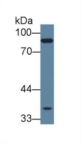 Western Blot; Sample: Mouse Skeletal muscle lysate; Primary Ab: 1µg/ml Rabbit Anti-Human PCDHb15 Antibody Second Ab: 0.2µg/mL HRP-Linked Caprine Anti-Rabbit IgG Polyclonal Antibody