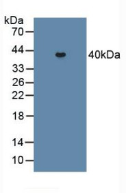 Western Blot; Sample: Mouse Heart Tissue.