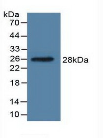 Western Blot; Sample: Recombinant DDAH1, Human.