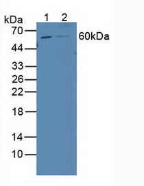 Western Blot; Sample: Lane1: Human 293T Cells; Lane2: Human HepG2 Cells.