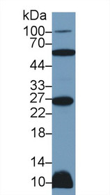 Western Blot; Sample: Rat Heart lysate; Primary Ab: 2µg/ml Rabbit Anti-Human TNFSF12 Antibody Second Ab: 0.2µg/mL HRP-Linked Caprine Anti-Rabbit IgG Polyclonal Antibody