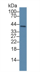Western Blot; Sample: Porcine Lung lysate; Primary Ab: 3µg/ml Rabbit Anti-Human PLSCR4 Antibody Second Ab: 0.2µg/mL HRP-Linked Caprine Anti-Rabbit IgG Polyclonal Antibody