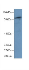 Western Blot; Sample: Mouse Skeletal muscle lysate; Primary Ab: 1µg/ml Rabbit Anti-Human PLCd4 Antibody Second Ab: 0.2µg/mL HRP-Linked Caprine Anti-Rabbit IgG Polyclonal Antibody