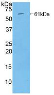 Western Blot; Sample: Recombinant THBS4, Rat.