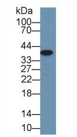 Western Blot; Sample: Rat Small intestine lysate; Primary Ab: 1µg/ml Rabbit Anti-Rat Arg2 Antibody Second Ab: 0.2µg/mL HRP-Linked Caprine Anti-Rabbit IgG Polyclonal Antibody