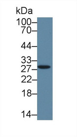 Western Blot; Sample: Mouse Spleen lysate; Primary Ab: 1µg/ml Rabbit Anti-Human HMGB3 Antibody Second Ab: 0.2µg/mL HRP-Linked Caprine Anti-Rabbit IgG Polyclonal Antibody