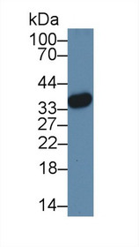 Western Blot; Sample: Human Hela cell lysate; Primary Ab: 3µg/ml Rabbit Anti-Mouse HMG20B Antibody Second Ab: 0.2µg/mL HRP-Linked Caprine Anti-Rabbit IgG Polyclonal Antibody