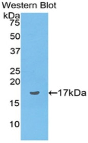 Western Blot; Sample: Recombinant protein.