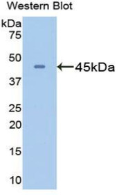 Western Blot; Sample: Recombinant protein.
